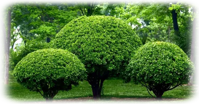Servicio de Jardinería Mantenimiento de jardines