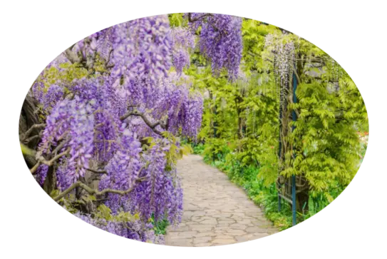 Servicio de Jardinería Mantenimiento de jardines