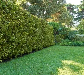Transforma Tu Jardí, Servicios de Arboricultura Profesional Solicita Servicios de Arboricultura Profesional"